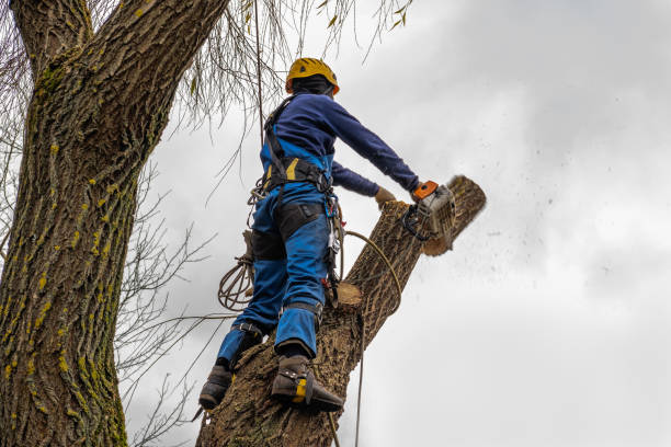 How Our Tree Care Process Works  in  Oakdale, PA